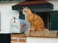 Chat-roux-20120822232259.jpg