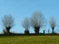 Chataigniers-tetards-20131020215131.jpg