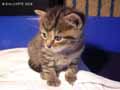 Chaton-20120822235134.jpg