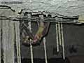 Chauve-souris-20120823000239.jpg