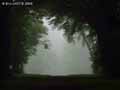 Chemin-brumeux-dans-la-foret-20120822173420.jpg