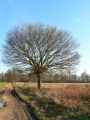 Chemion-bocager-en-hiver-20131020232022.jpg