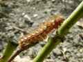 Chenille-20121002144123.jpg