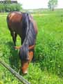 Cheval-20120822232236.jpg