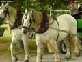 Cheval-20120822232248.jpg