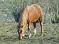 Cheval-20131020215153.jpg