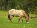 Cheval-de-przewalski-20120822232148.jpg