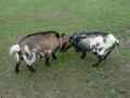 Chevres-20131020215212.jpg