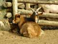 Chevres-naines-20120822234614.jpg