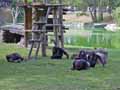 Chimpanzees-20120823000327.jpg