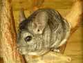 Chinchilla-20120822234704.jpg