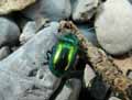 Chrysomele-de-la-menthe-20141124141630.jpg