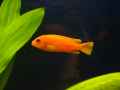 Cichlide-Cobalt-femelle-20131020125653.jpg