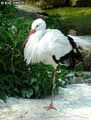 Cigogne-20120823133606.jpg
