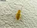 Cistele-jaune-20141124134352.jpg