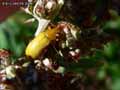 Cistele-jaune-20141124165059.jpg