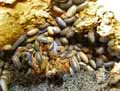 Cloportes-20141124132857.jpg