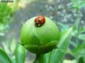 Coccinelle-20141124130515.jpg
