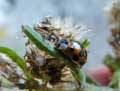 Coccinelle-20141124130709.jpg