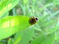 Coccinelle-20141124130839.jpg