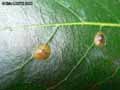 Cochenille-a-bouclier-20141124163907.jpg