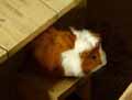 Cochon-d-inde-20120822235056.jpg