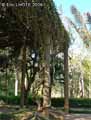 Colonnes-et-lianes-d-Ipomees-20120817185646.jpg