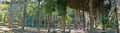 Colonnes-et-lianes-d-Ipomees-20120822170125.jpg