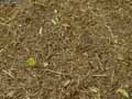 Copeaux-de-bois-blanc-20120822211750.jpg
