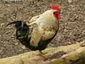 Coq-20120823132542.jpg
