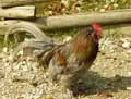 Coq-20120823153731.jpg