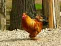 Coq-20120823153741.jpg