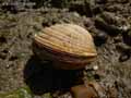 Coquillage-praire-20120822214221.jpg