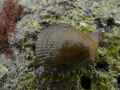Coquille-Saint-Jacques-20131021003131.jpg