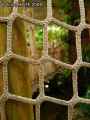 Cordage-20120822183030.jpg