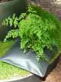 Coussin-plante-20130709194934.jpg