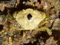 Crabe-20120822213549.jpg