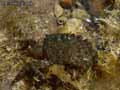 Crabe-20120822213609.jpg