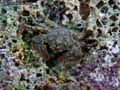 Crabe-20120822213618.jpg