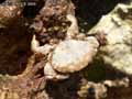 Crabe-20120822213716.jpg