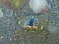 Crabe-20121002140308.jpg