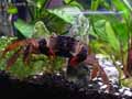 Crabe-d-eau-douce-20120822213315.jpg