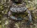 Crabe-dormeur-20131021003159.jpg