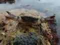Crabe-dormeur-20131021003217.jpg