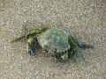 Crabe-vert-20130114162148.jpg