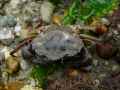 Crabe-vert-20131021002846.jpg