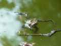 Crapaud-20130427221045.jpg