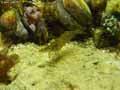 Crevette-20120822213013.jpg