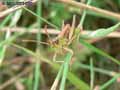 Criquet-des-patures-20141124174736.jpg