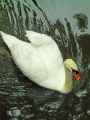 Cygne-20130709140634.jpg